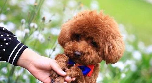 爆料泰迪是谁说的话啊视频,揭秘“爆料泰迪是谁”视频背后的真相与争议  第3张